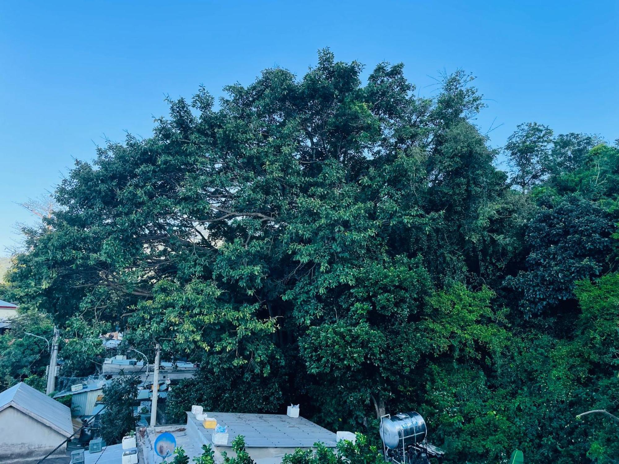 Monkeyland Cham Island Homestay Tân Hiệ 外观 照片